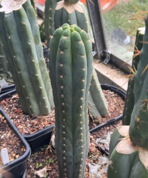 Tr. pachanoi 'Ichoca' x OP - Whole Plants