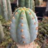 Tr Peruvianus Althea 1