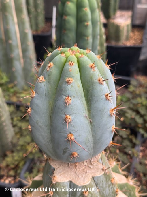 Tr. Peruvianus 'Althea' Clone - Cuts