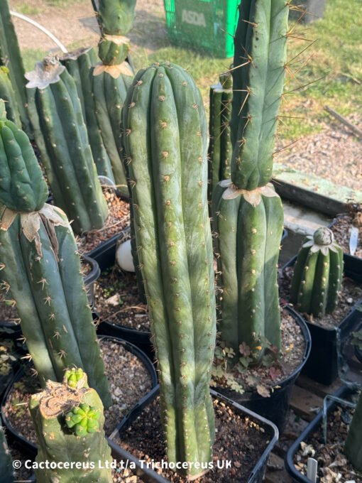 Tr. Peruvianus 'Tss Blue Peru' - Whole Plant