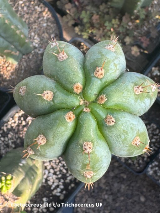 Tr. Peruvianus 'Tss Blue Peru' - Whole Plant - Image 3