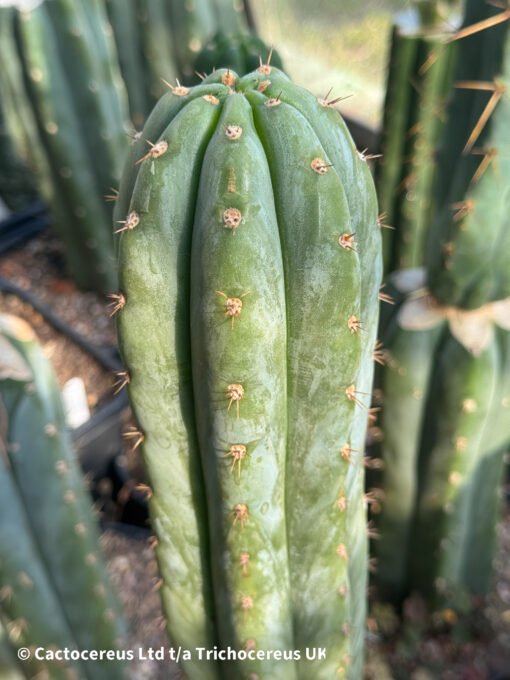 Tr. Peruvianus 'Tss Blue Peru' - Whole Plant - Image 4