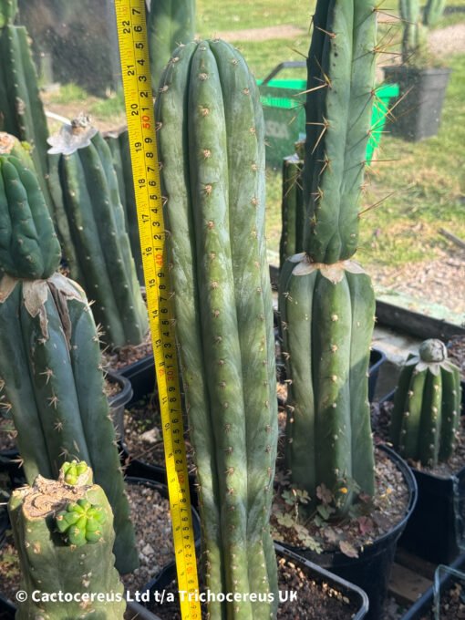 Tr. Peruvianus 'Tss Blue Peru' - Whole Plant - Image 2