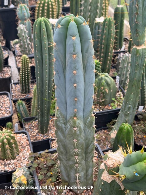 Tr.(Ech) Peruvianus Matucana Whole Plants