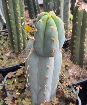 Tr. peruvianus "Rosei 1" Clone - Whole Plants