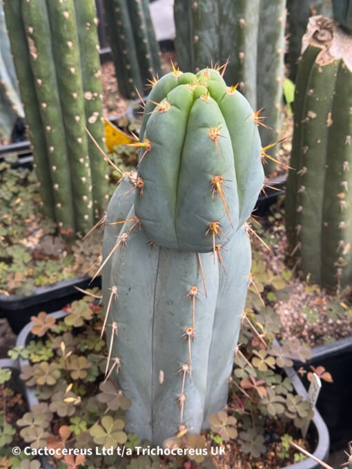 Tr. Peruvianus &Quot;Rosei 1&Quot; Clone - Whole Plants