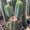 Tr Peruvianus Sausage Fields 1