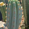 Tr Peruvianus Sharxx Blue 1