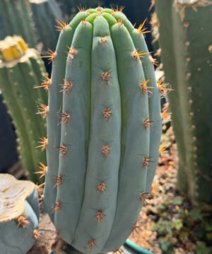 Tr. peruvianus 'Sharxx Blue' Clone - 22cm Tip
