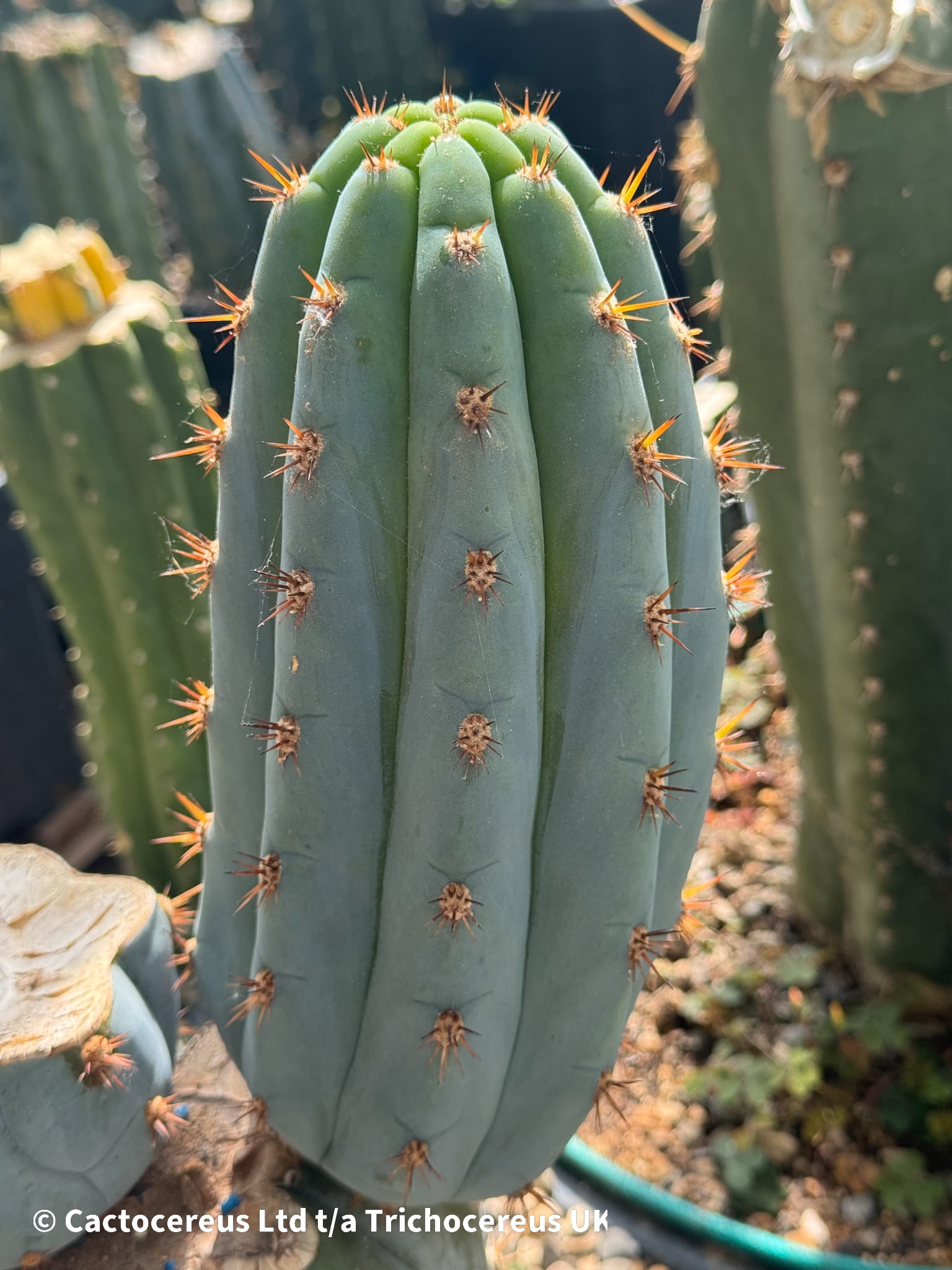 Tr. peruvianus 'Sharxx Blue' Clone - 26cm Tip | Cactocereus