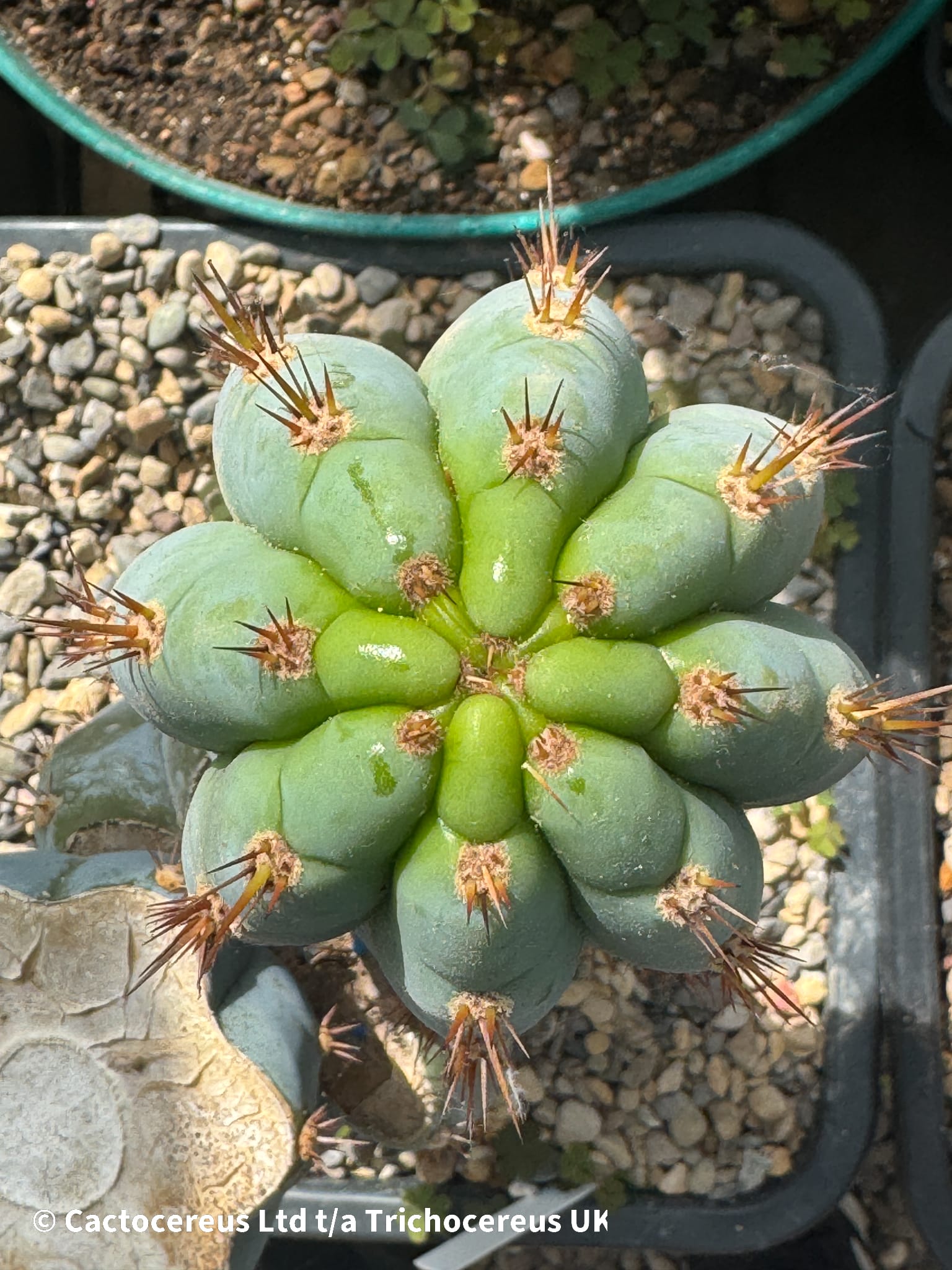 専用 1kg Trichocereus peruvianus /トップカット 専用 1kg