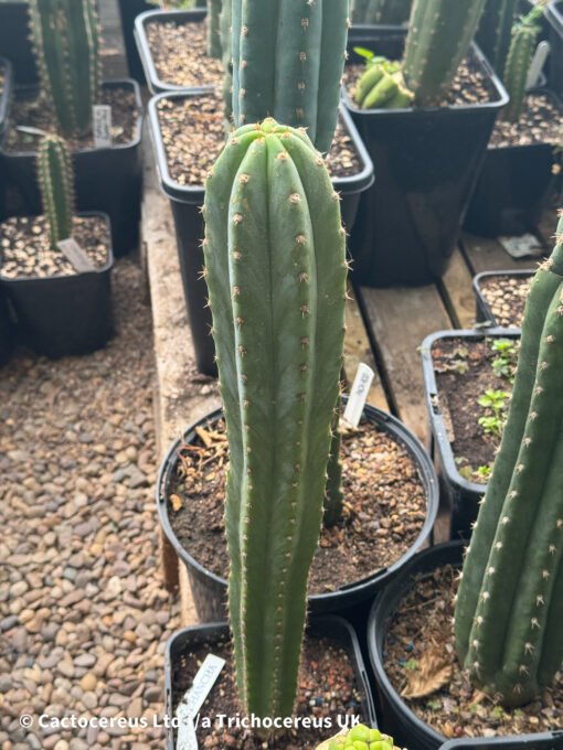 Tr. Pachanoi V. Santaensis 'Chancha' - Whole Plant