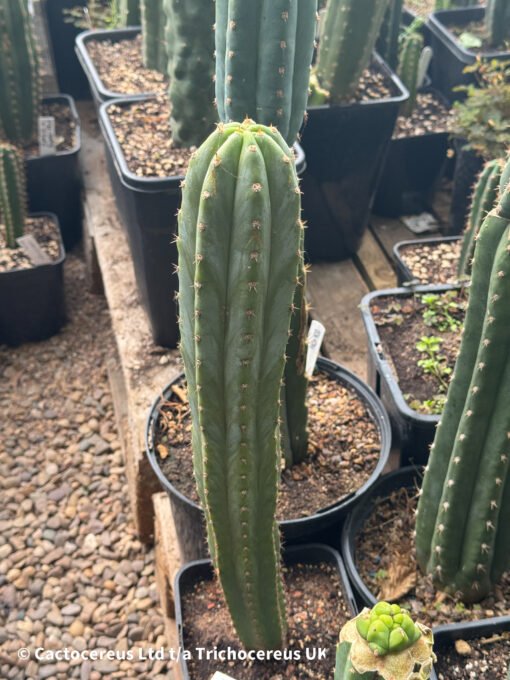 Tr. Pachanoi V. Santaensis 'Chancha' - Whole Plant - Image 5