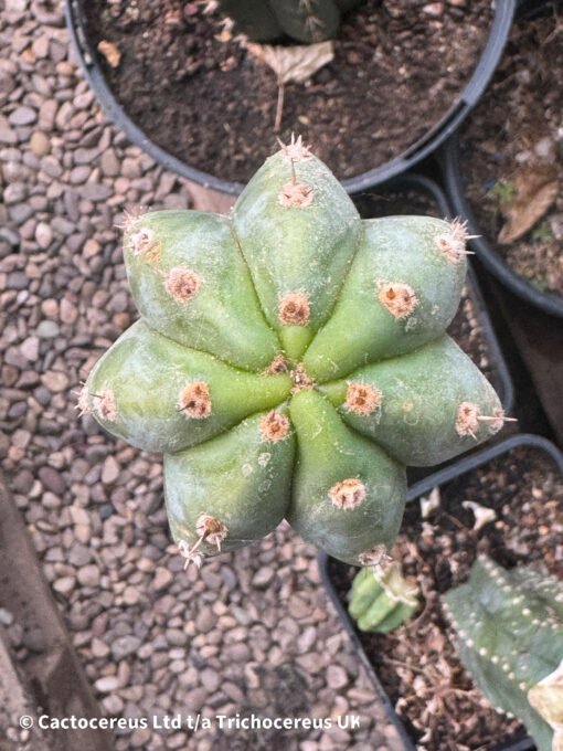 Tr. Pachanoi V. Santaensis 'Chancha' - Whole Plant - Image 3