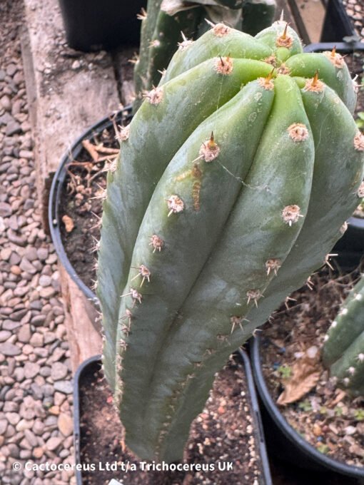 Tr. Pachanoi V. Santaensis 'Chancha' - Whole Plant - Image 4