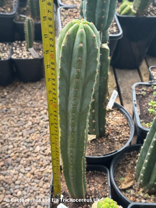 Tr. Pachanoi V. Santaensis 'Chancha' - Whole Plant - Image 2