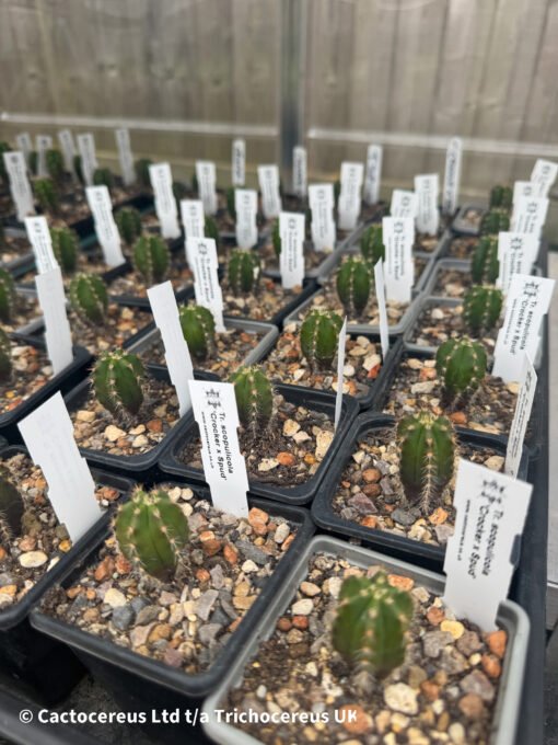 Tr. (Ech) Scopulicola Seedlings