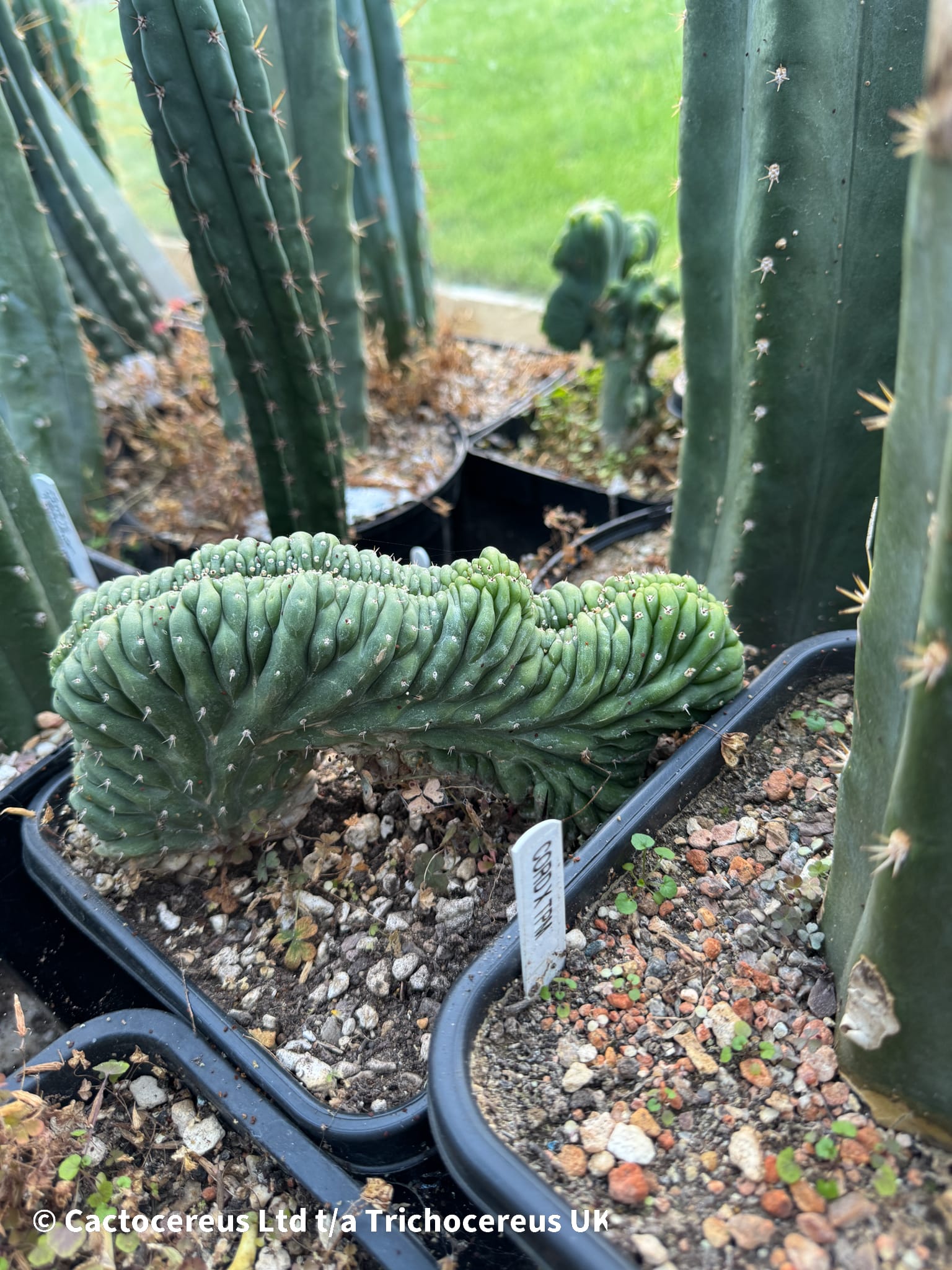 Tr. pachanoi f. Cristata 